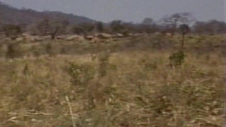 Prophet Healers of Northern Malawi (1989)